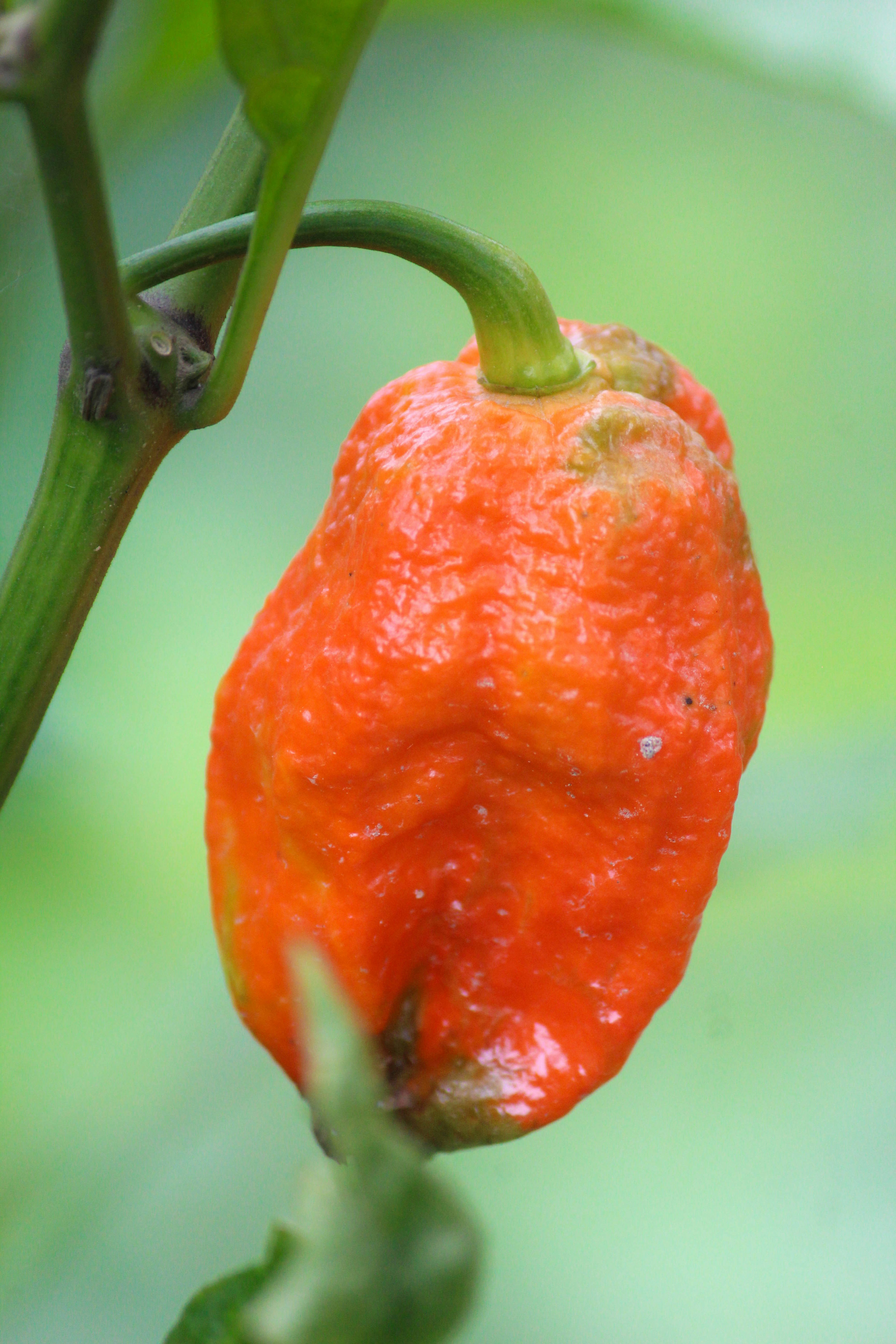 Bhut Jolokia Whole Dried Pods
